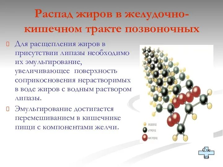 Распад жиров в желудочно-кишечном тракте позвоночных Для расщепления жиров в присутствии