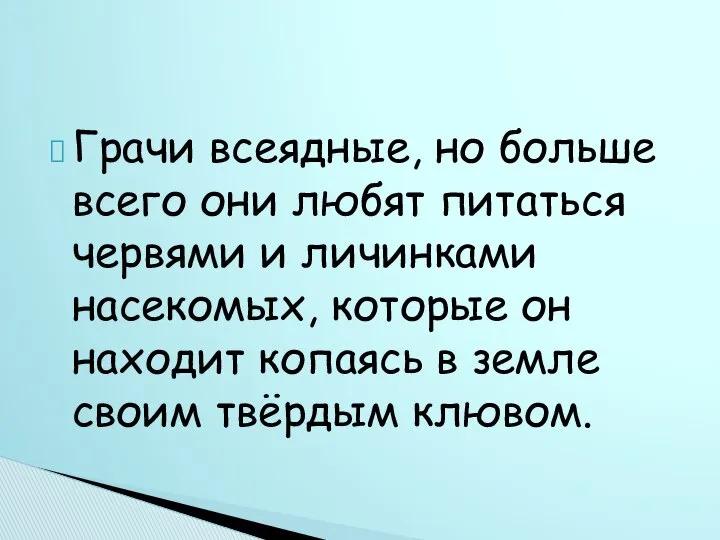 Грачи всеядные, но больше всего они любят питаться червями и личинками