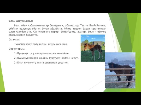 Улэм актуальноьа: Ыам ыйын са5аланыытыгар былырыын, эбэлээхпэр Таатта Баайа5атыгар убайым кулунчук