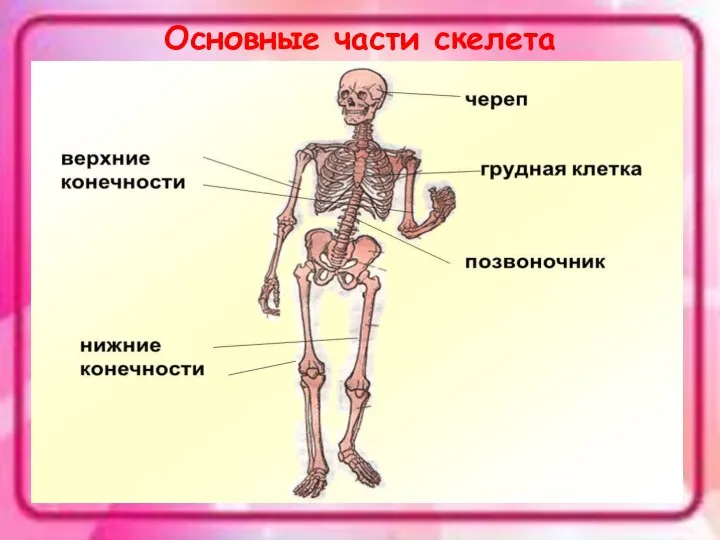 Основные части скелета