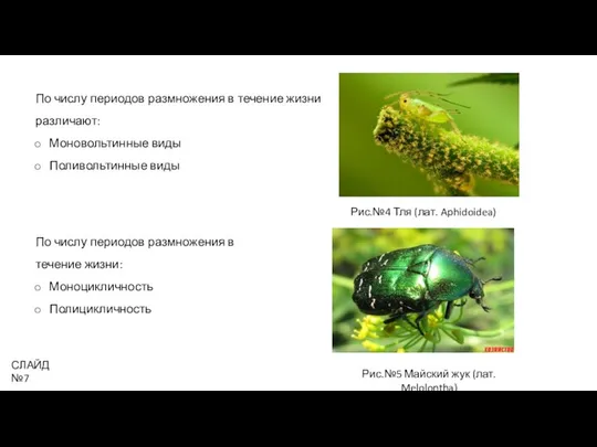 Рис.№4 Тля (лат. Aphidoidea) По числу периодов размножения в течение жизни