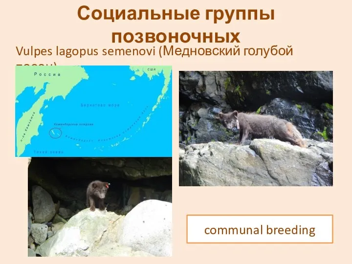 Социальные группы позвоночных Vulpes lagopus semenovi (Медновский голубой песец) communal breeding