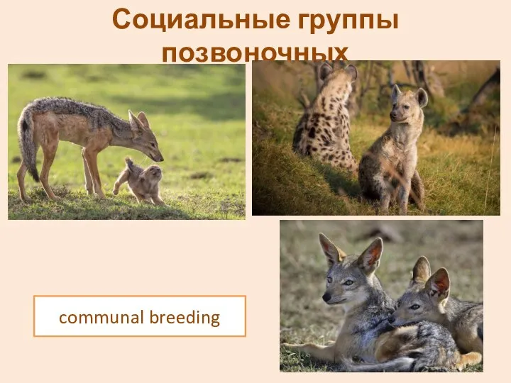 Социальные группы позвоночных communal breeding