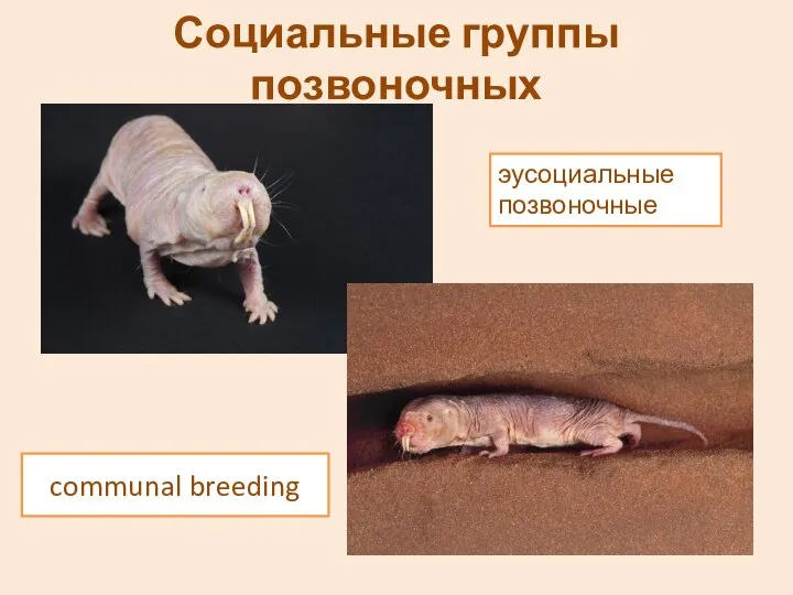 Социальные группы позвоночных communal breeding эусоциальные позвоночные