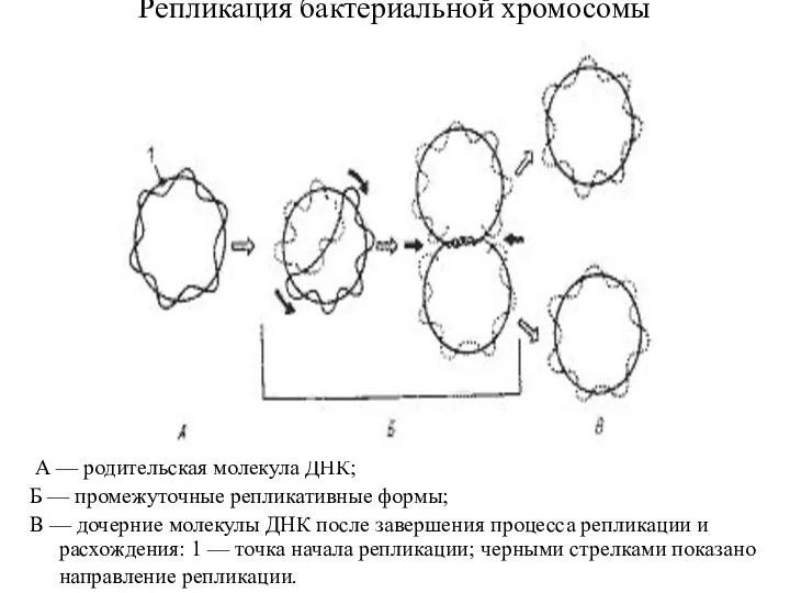 Репликация бактериальной хромосомы А — родительская молекула ДНК; Б — промежуточные