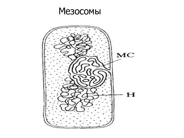 Мезосомы