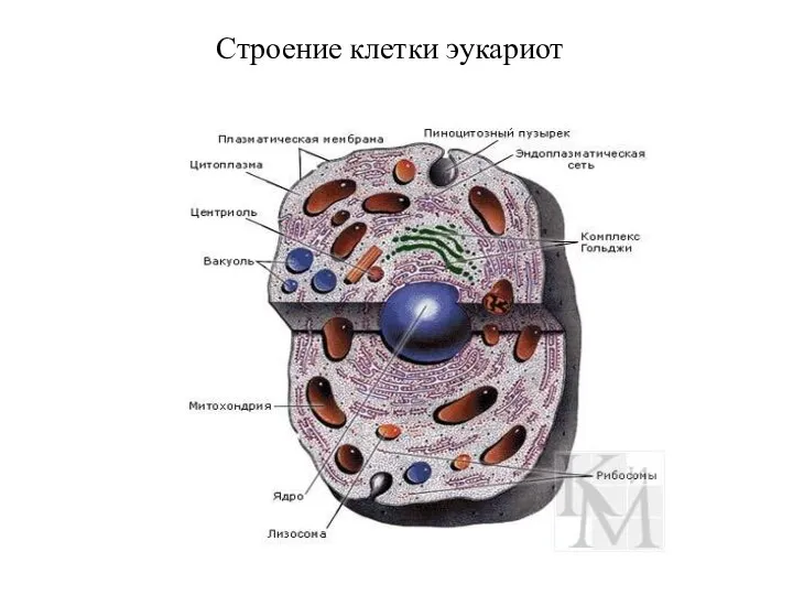 Строение клетки эукариот