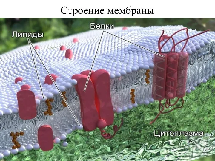 Строение мембраны