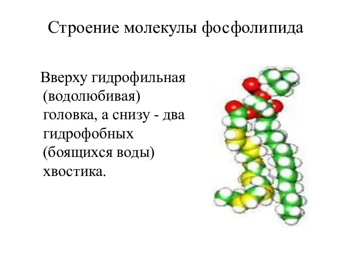 Строение молекулы фосфолипида Вверху гидрофильная (водолюбивая) головка, а снизу - два гидрофобных (боящихся воды) хвостика.