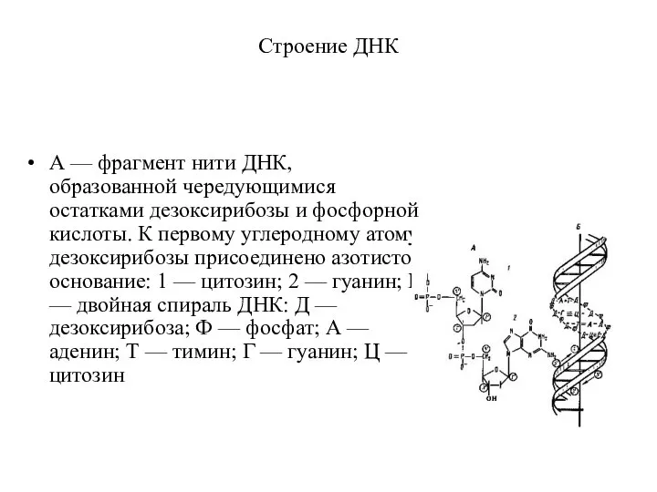 Строение ДНК А — фрагмент нити ДНК, образованной чередующимися остатками дезоксирибозы