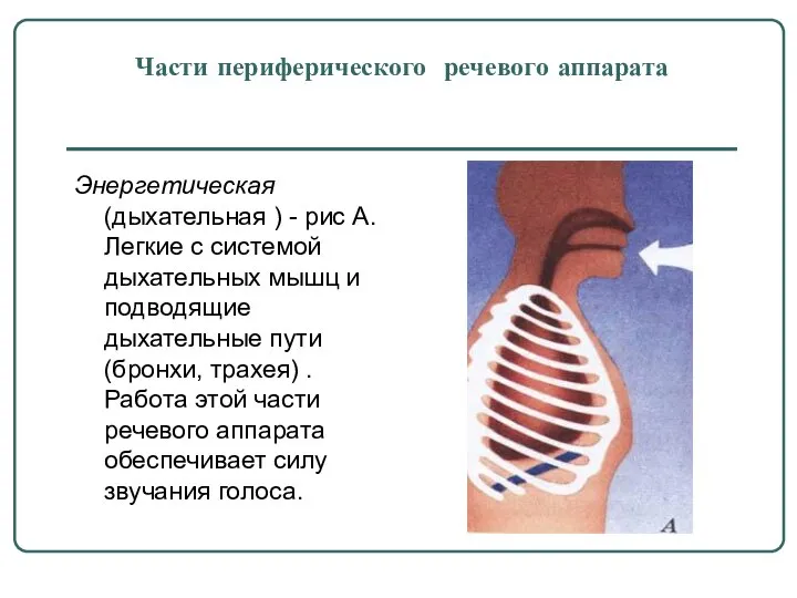 Части периферического речевого аппарата Энергетическая (дыхательная ) - рис А. Легкие