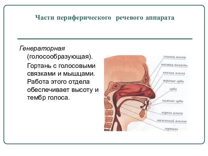 Части периферического речевого аппарата Генераторная (голосообразующая). Гортань с голосовыми связками и