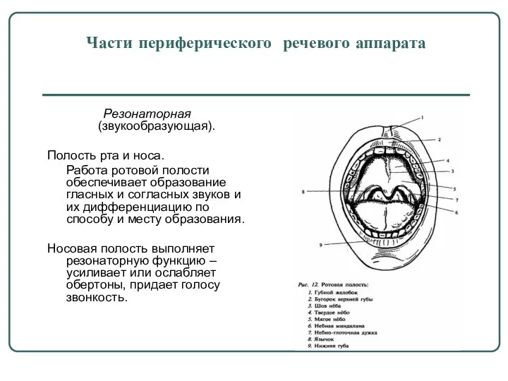 Части периферического речевого аппарата Резонаторная (звукообразующая). Полость рта и носа. Работа