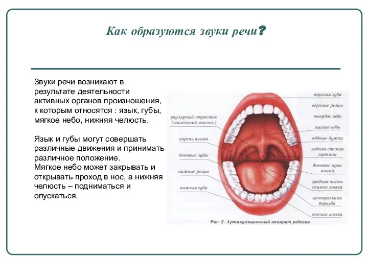 Как образуются звуки речи? Звуки речи возникают в результате деятельности активных