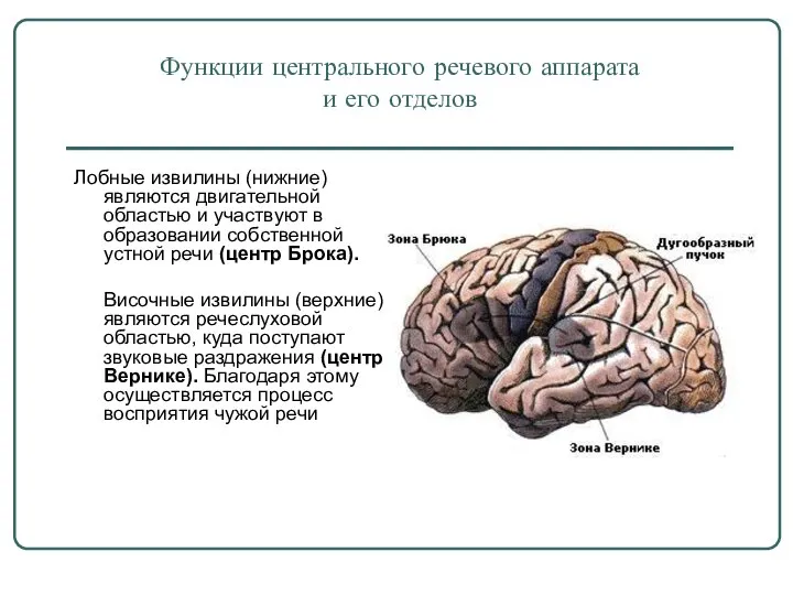 Функции центрального речевого аппарата и его отделов Лобные извилины (нижние) являются