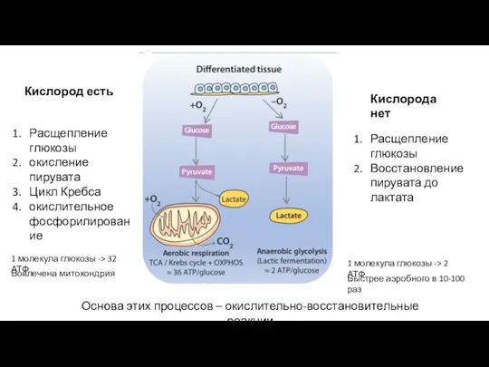 Кислород есть Кислорода нет Расщепление глюкозы окисление пирувата Цикл Кребса окислительное