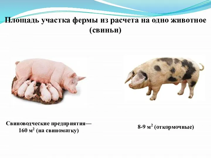 Площадь участка фермы из расчета на одно животное (свиньи) Свиноводческие предприятия—