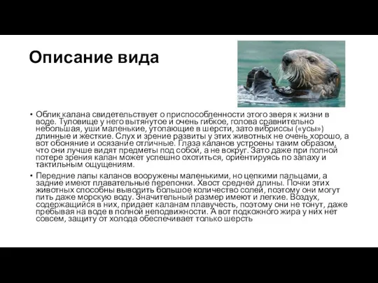 Описание вида Облик калана свидетельствует о приспособленности этого зверя к жизни