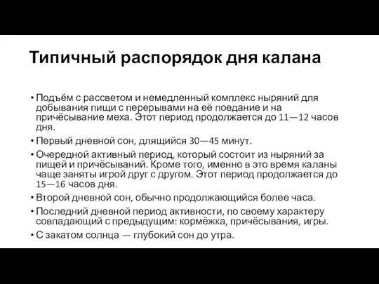 Типичный распорядок дня калана Подъём с рассветом и немедленный комплекс ныряний