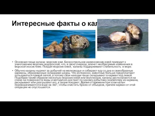 Интересные факты о калане Основная пища калана: морские ежи. Бесконтрольное размножение