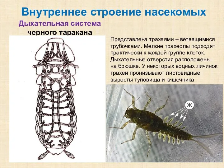 Дыхательная система черного таракана Внутреннее строение насекомых Представлена трахеями – ветвящимися