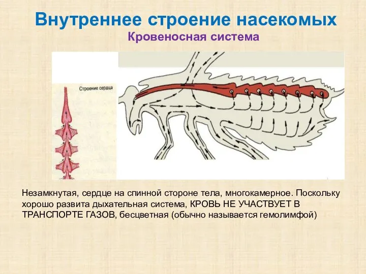 Внутреннее строение насекомых Кровеносная система Незамкнутая, сердце на спинной стороне тела,