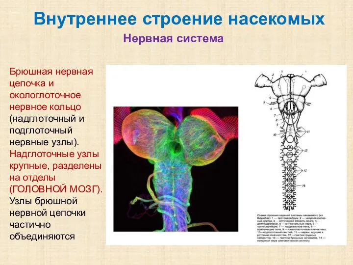 Внутреннее строение насекомых Нервная система Брюшная нервная цепочка и окологлоточное нервное