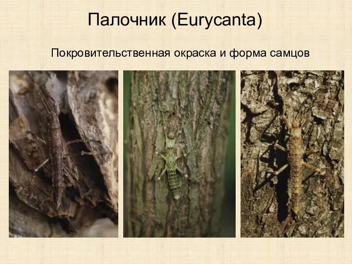 Палочник (Eurуcanta) Покровительственная окраска и форма самцов