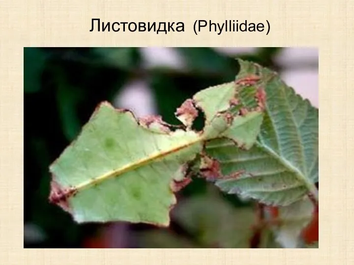 Листовидка (Phylliidae)