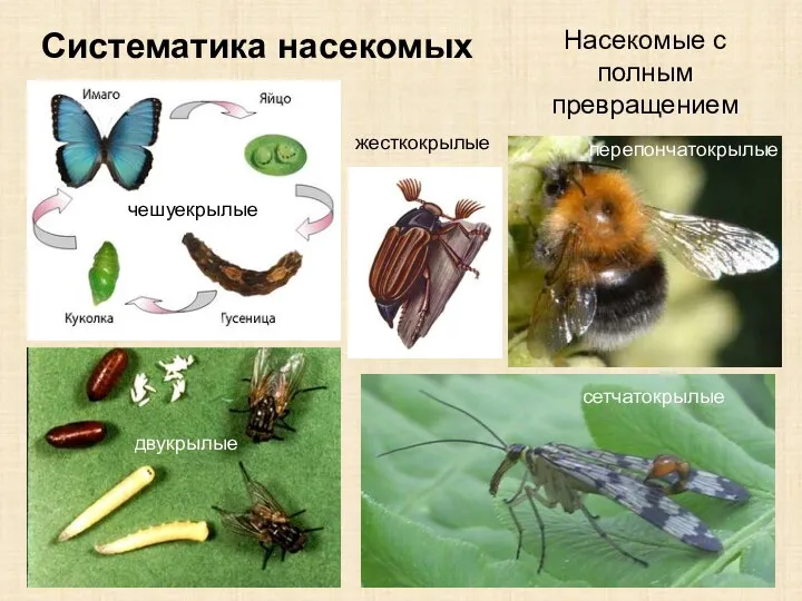 Систематика насекомых Насекомые с полным превращением перепончатокрылые сетчатокрылые двукрылые чешуекрылые жесткокрылые