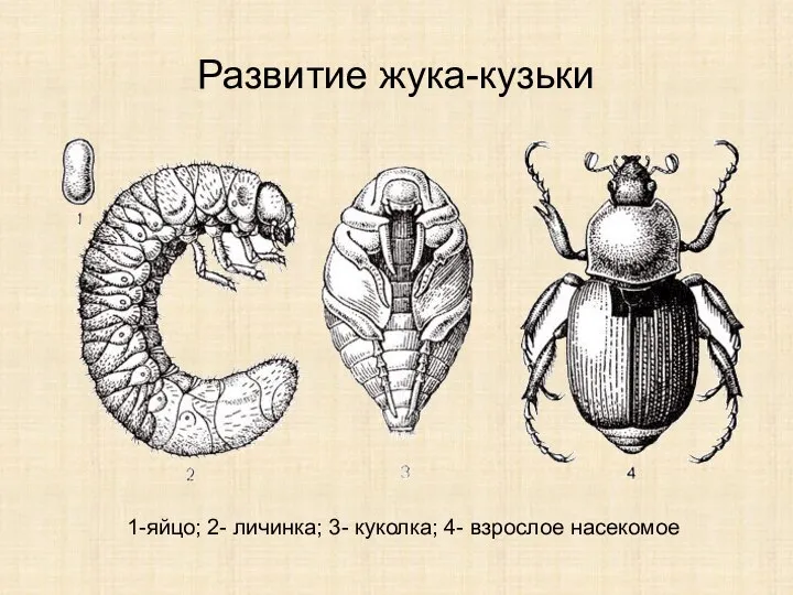 Развитие жука-кузьки 1-яйцо; 2- личинка; 3- куколка; 4- взрослое насекомое