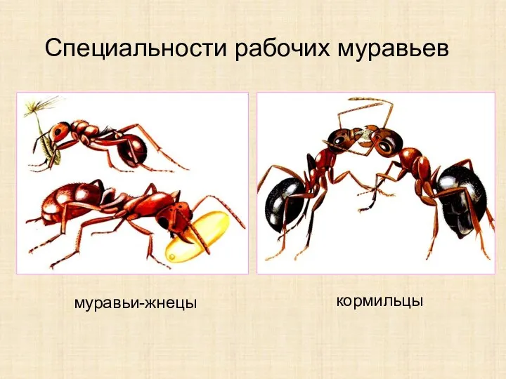 Специальности рабочих муравьев муравьи-жнецы кормильцы