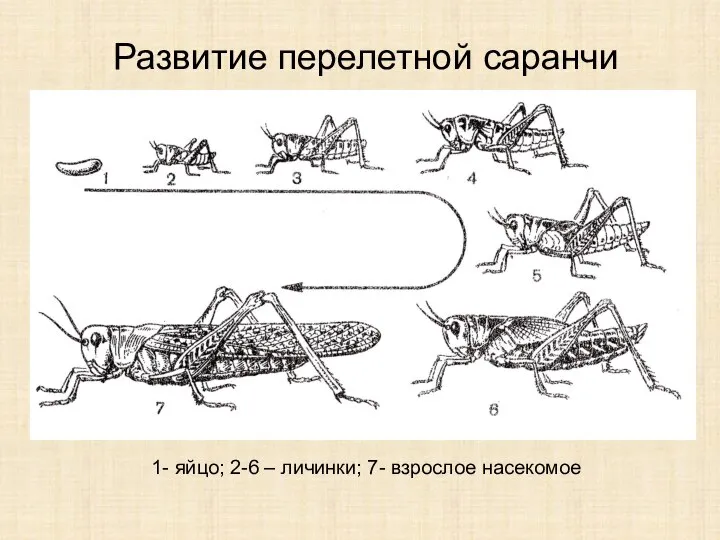 Развитие перелетной саранчи 1- яйцо; 2-6 – личинки; 7- взрослое насекомое