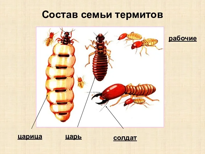 Состав семьи термитов царица царь солдат рабочие