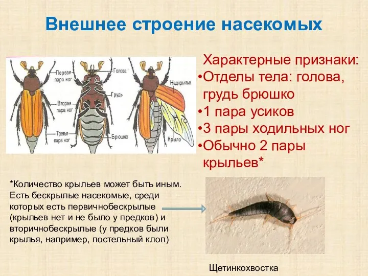 Внешнее строение насекомых Характерные признаки: Отделы тела: голова, грудь брюшко 1