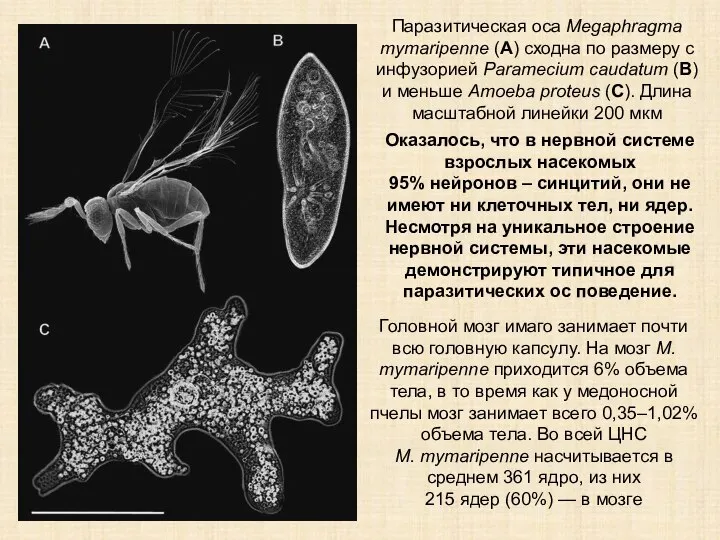 Паразитическая оса Megaphragma mymaripenne (А) сходна по размеру с инфузорией Paramecium