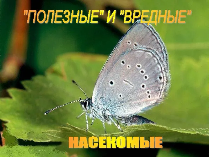 НАСЕКОМЫЕ "ПОЛЕЗНЫЕ" И "ВРЕДНЫЕ"