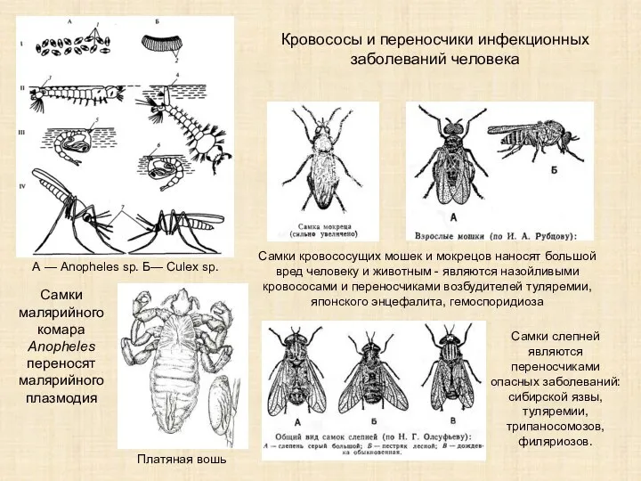 А — Anopheles sp. Б— Culex sp. Платяная вошь Самки кровососущих