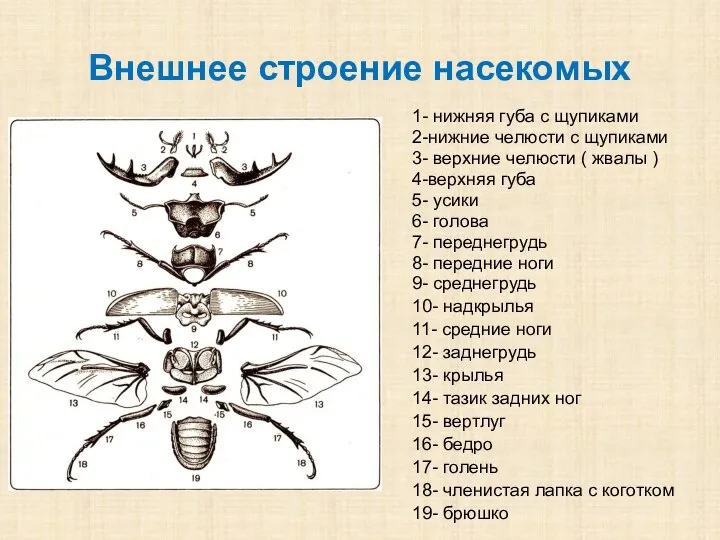 Внешнее строение насекомых 1- нижняя губа с щупиками 2-нижние челюсти с