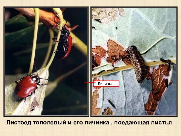 Листоед тополевый и его личинка , поедающая листья Личинка