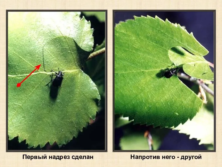 Первый надрез сделан Напротив него - другой