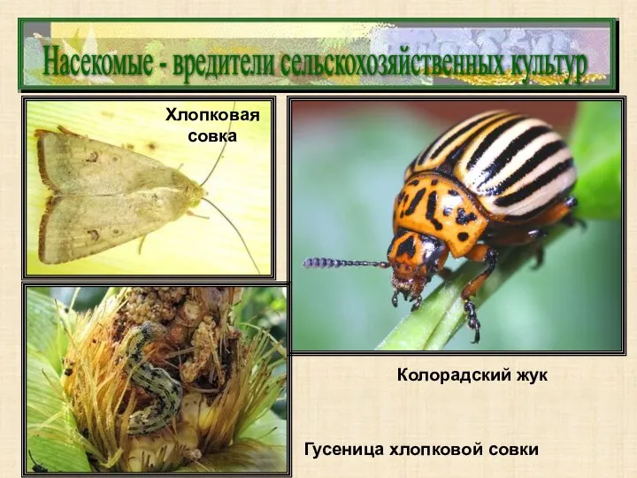 Насекомые - вредители сельскохозяйственных культур Хлопковая совка Гусеница хлопковой совки Колорадский жук