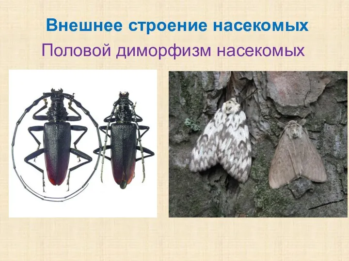 Половой диморфизм насекомых Внешнее строение насекомых