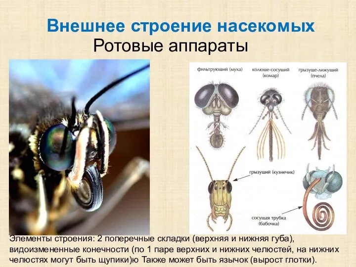 Ротовые аппараты Внешнее строение насекомых Элементы строения: 2 поперечные складки (верхняя