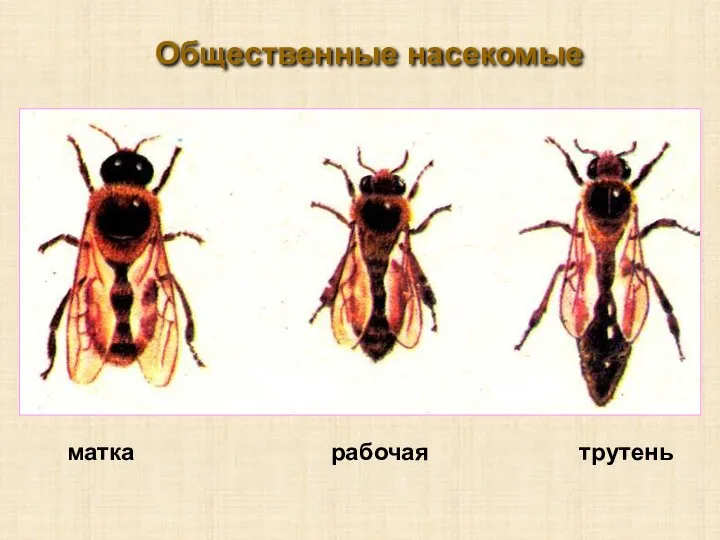 матка рабочая трутень Общественные насекомые