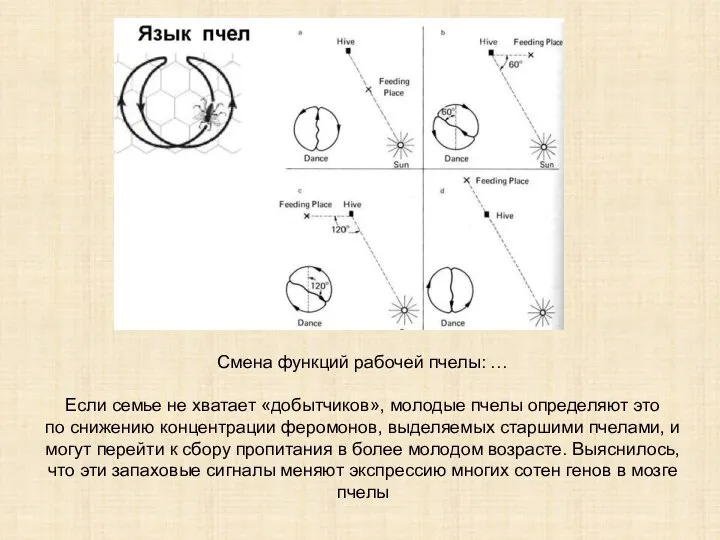 Смена функций рабочей пчелы: … Если семье не хватает «добытчиков», молодые