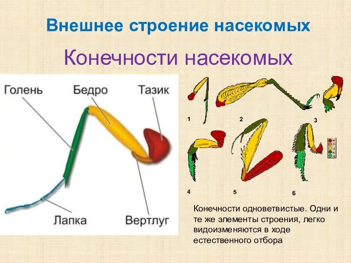 Конечности насекомых Внешнее строение насекомых Конечности одноветвистые. Одни и те же