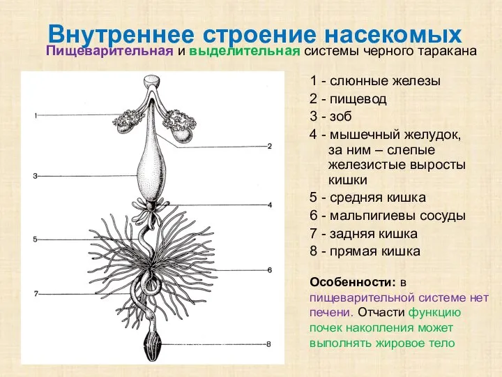 Внутреннее строение насекомых Пищеварительная и выделительная системы черного таракана 1 -