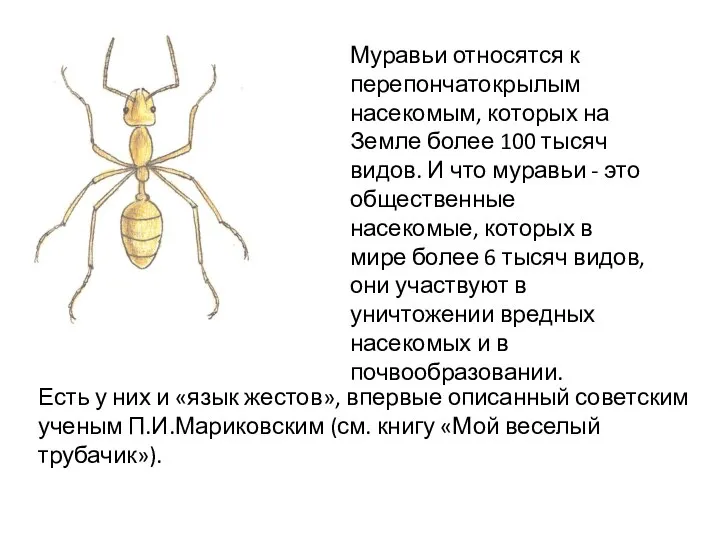 Муравьи относятся к перепончатокрылым насекомым, которых на Земле более 100 тысяч