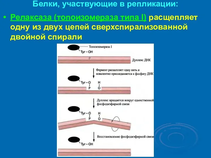 Белки, участвующие в репликации: Релаксаза (топоизомераза типа I) расщепляет одну из двух цепей сверхспирализованной двойной спирали